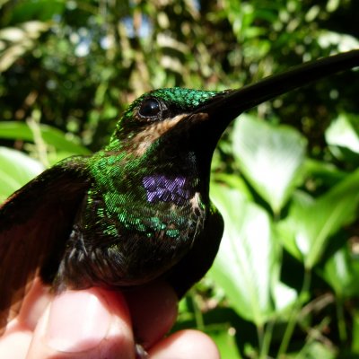 Black-throated brilliant. Image credit: Pablo Negret